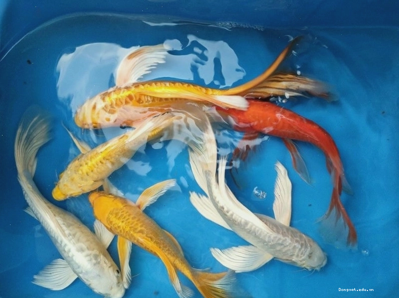 Cá chép cảnh đa dạng sắc màu