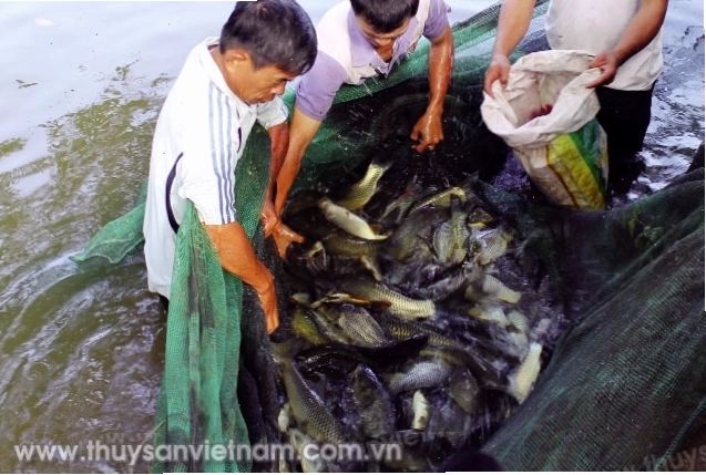 Cá chép sau 8 tháng nuôi sẵn sàng thu hoạch