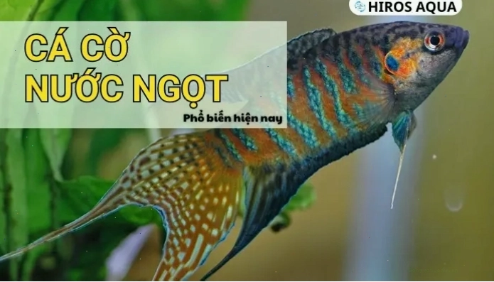 Cá cờ nước ngọt với màu sắc rực rỡ và vây dài quyến rũ