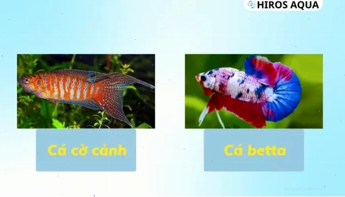Cá cờ và cá Betta thường được dùng thay thế cho nhau trong mô tả