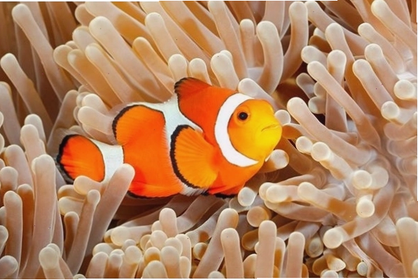 Cá hề Nemo đang ăn thức ăn dạng mảnh