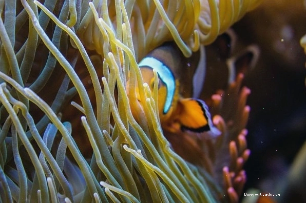 Cá hề Nemo tương tác với hải quỳ