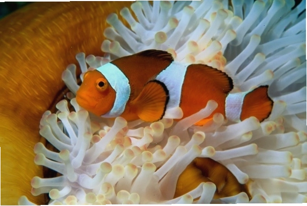 Cá hề Nemo tương tác với hải quỳ trong bể cá