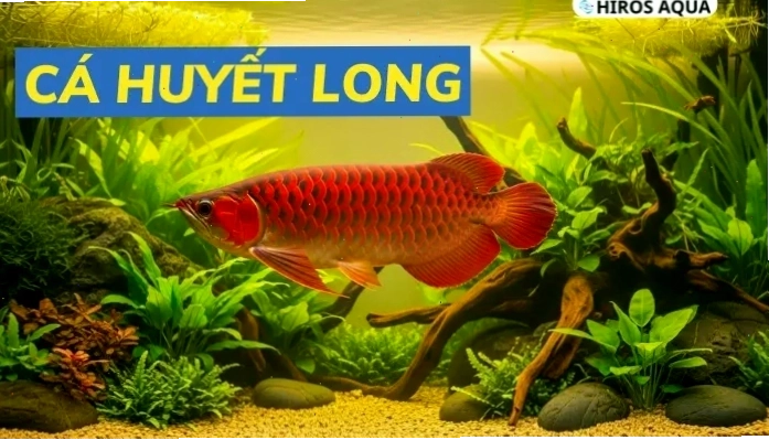 Cá Huyết Long thường không phù hợp nuôi chung với cá cờ