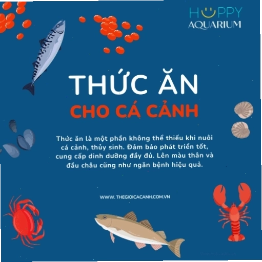 Cá kim cương xanh có kích thước nhỏ gọn phù hợp bể cá gia đình