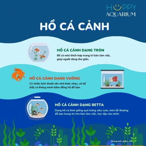 Cá kim cương xanh với vảy lấp lánh thu hút ánh nhìn