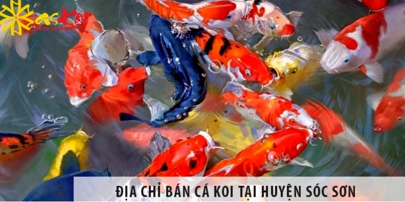 Cá Koi F1 đang bơi lội khỏe mạnh trong hồ