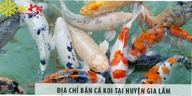 Cá Koi F1 với body đẹp và màu sắc rõ nét