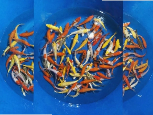 Cá Koi giống tại trang trại Askoi Farm