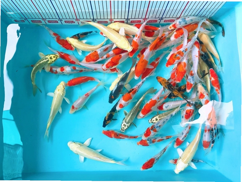 Cá Koi mini 5k bơi lội trong bể kính