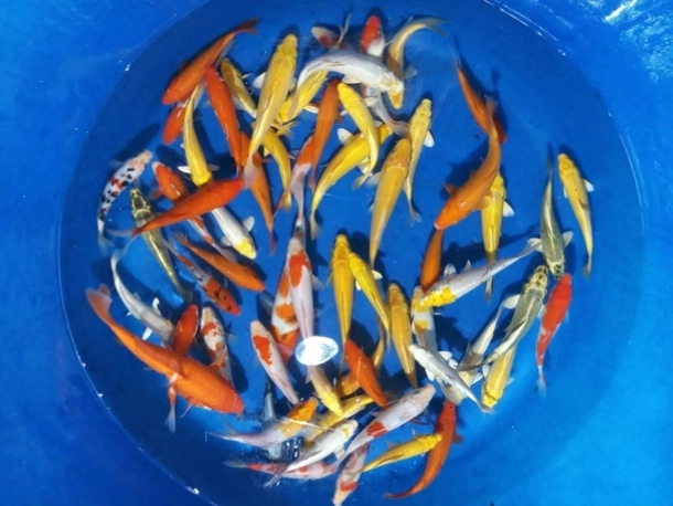 Cá Koi mini được nuôi dưỡng tại Askoi Farm