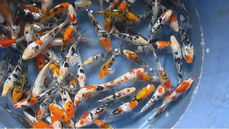 Cá Koi mini khỏe mạnh trong bể cảnh