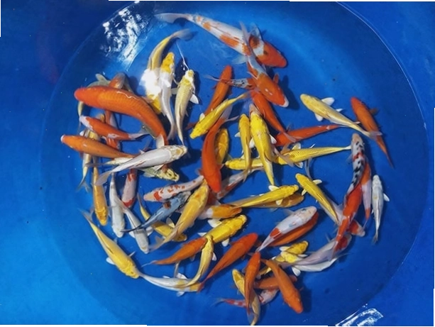 Cá Koi mini lô 1 năm 2019 giá tốt