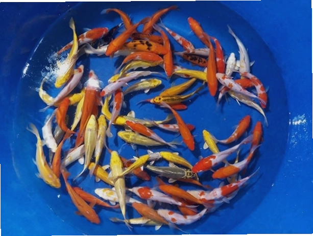 Cá Koi mini lô 2 năm 2019