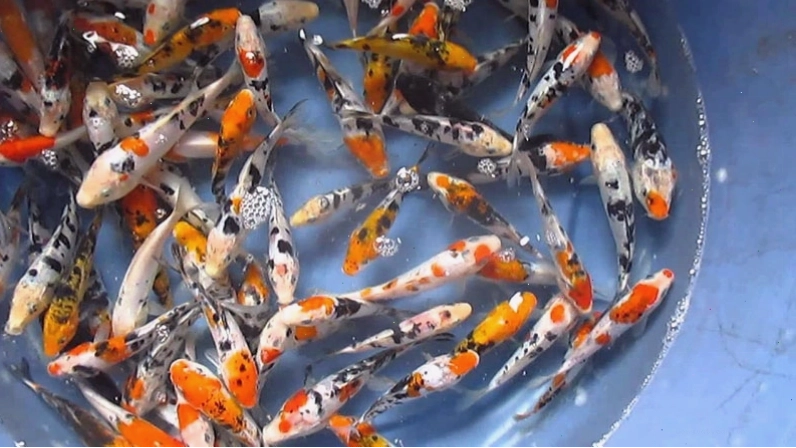 Cá Koi mini size nhỏ, nhiều màu sắc khác nhau