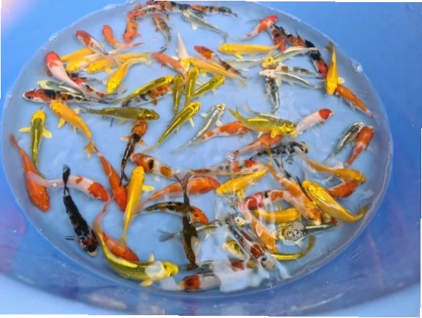 Cá Koi với màu sắc nổi bật và dáng bơi uyển chuyển