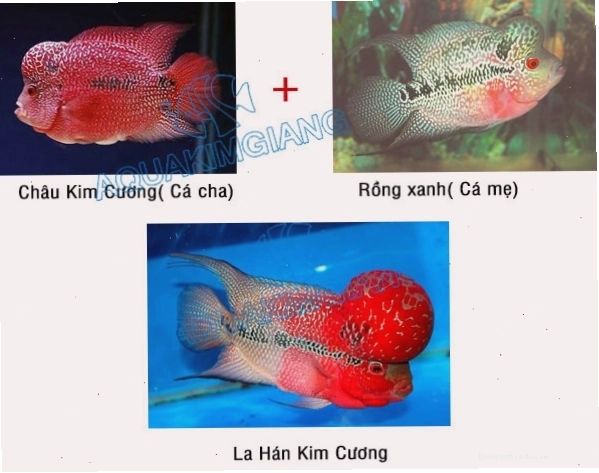 Cá La Hán Kim Cương được lai tạo từ Trân Châu và Rồng Xanh