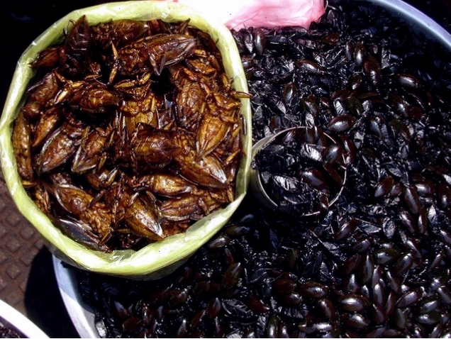 Cà niễng là loài côn trùng sống ở môi trường nước