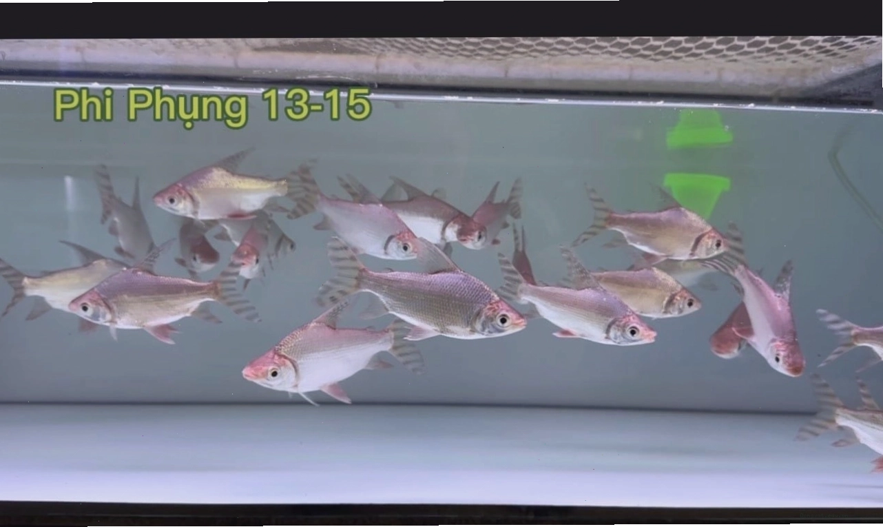 Cá Phi Phụng size nhỏ