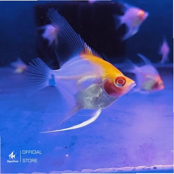 Cá thần tiên Koi albino với màu sắc tươi sáng