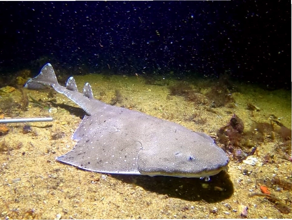 Cá thiên thần Angel Shark được quan sát gần một cầu cảng