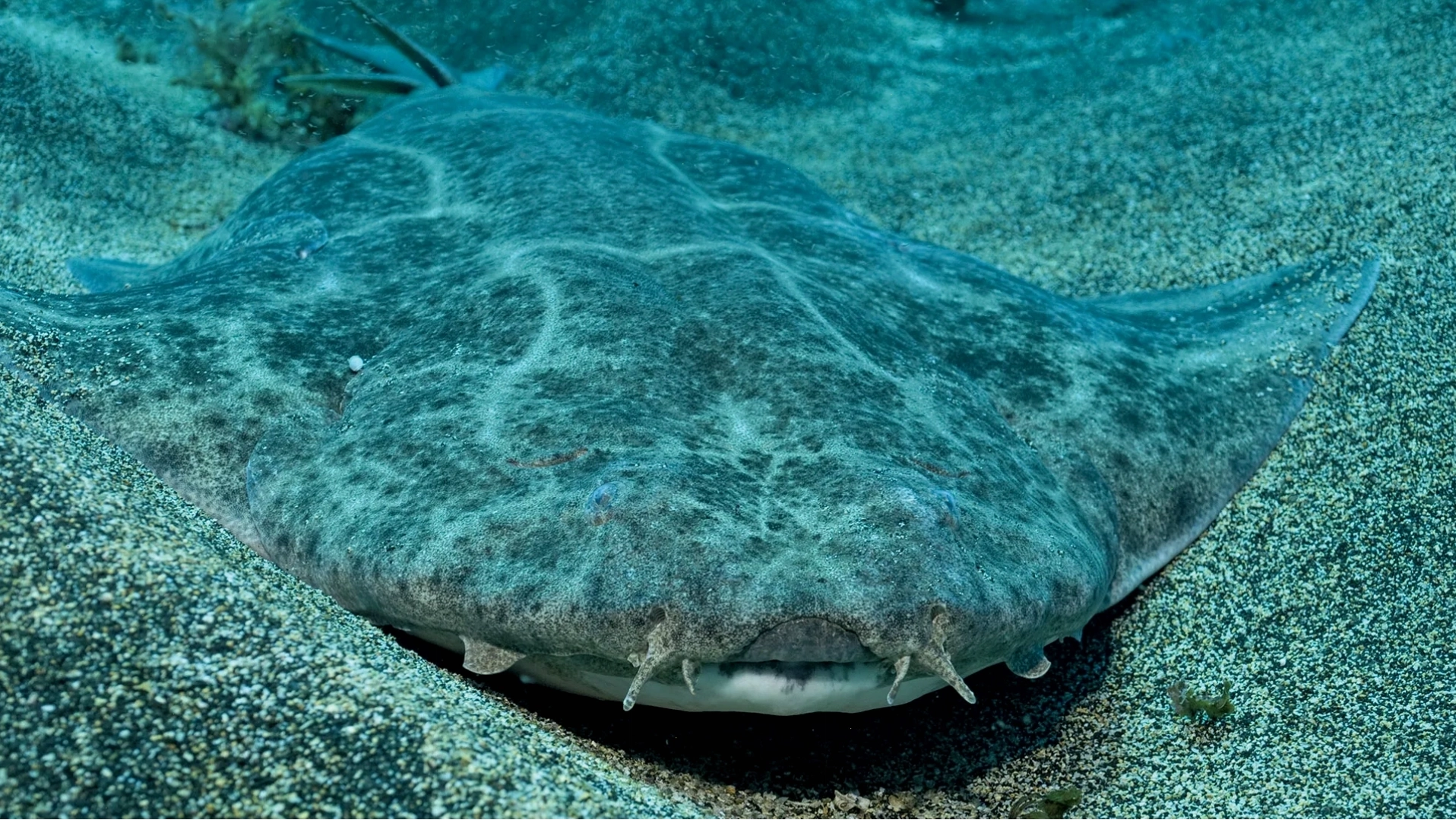 Cá thiên thần Angel Shark nằm ẩn mình dưới đáy biển