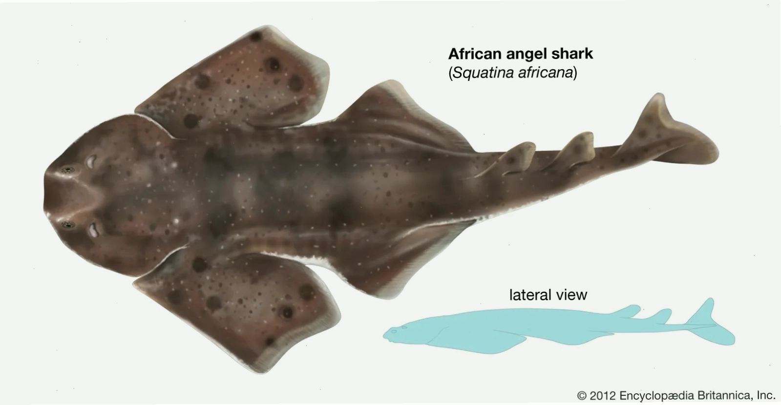 Cá thiên thần Angel Shark ở vùng biển châu Phi