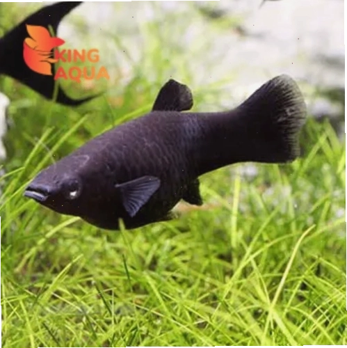 Cá thuỷ sinh Cá molly đen to