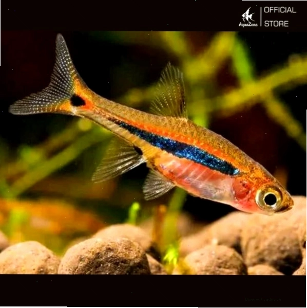 Cá trâm mồi có kích thước nhỏ từ 1.5 - 2cm