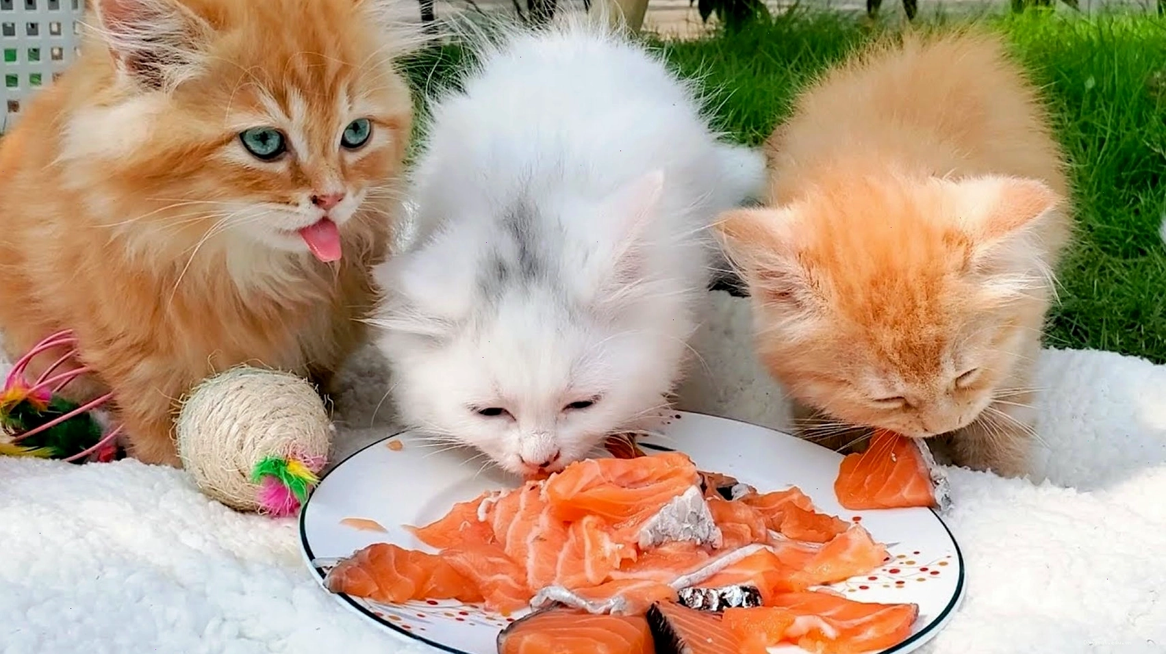 Cá tươi là món khoái khẩu của mèo con