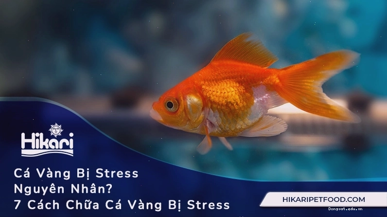 Cá vàng bị stress do thiếu oxy