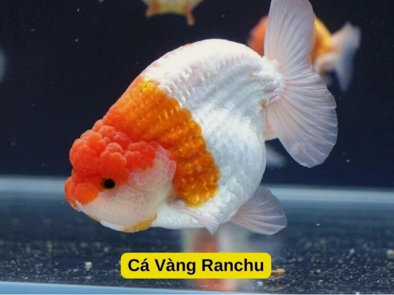 Cá Vàng Lan Thọ với bướu đầu đặc trưng và thân hình mập mạp