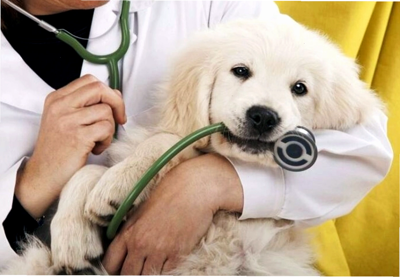 Các dòng thuốc tẩy giun phổ biến dành cho chó con