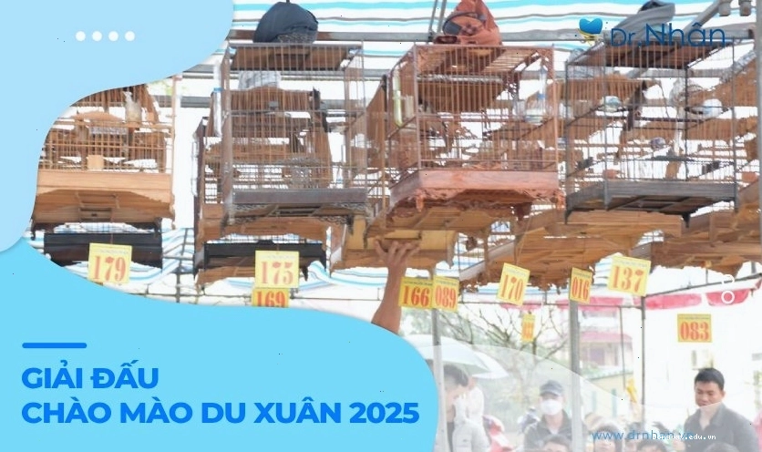 Các giải đấu chào mào là sân chơi hấp dẫn cho người yêu chim