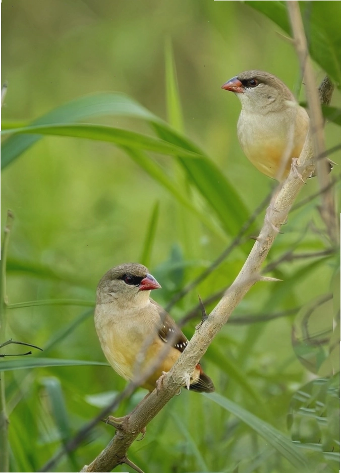 Các hoạt động bảo tồn chim hoang dã tại Việt Nam