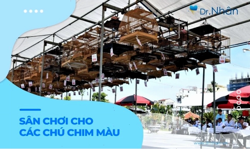 Các hội thi chào mào đột biến ngày càng nở rộ