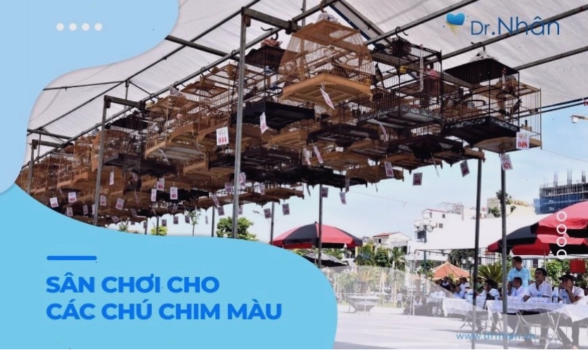 Các hội thi chim chào mào đột biến thu hút nhiều người tham gia