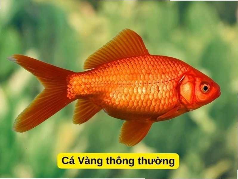 Các loài cá Vàng thông thường với nhiều hình dáng và màu sắc đa dạng