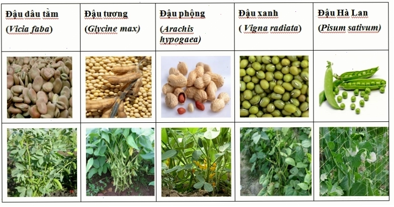 Các loại hạt ngũ cốc làm thức ăn cho cá chép giòn