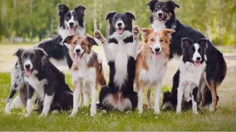 Các màu lông chó border collie phổ biến và đa dạng