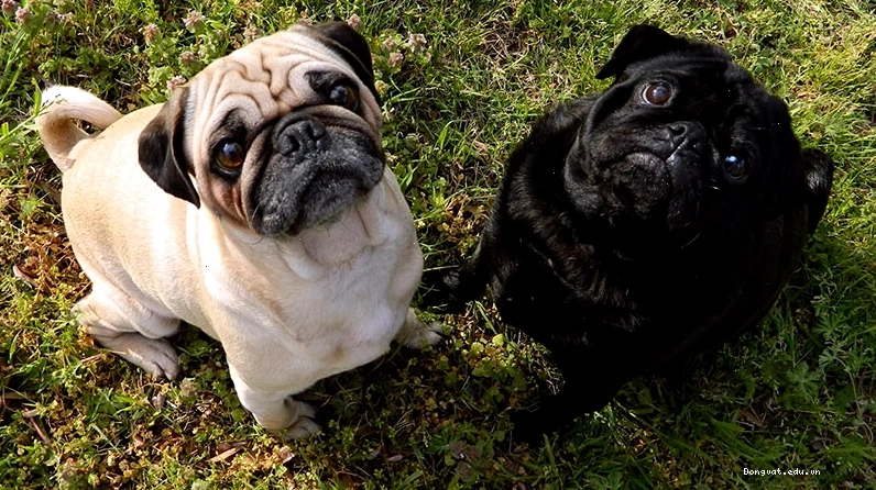 Các màu lông chó Pug phổ biến: nâu vàng, đen, mơ và bạc