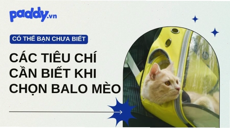 Các tiêu chí cần biết khi chọn balo mèo