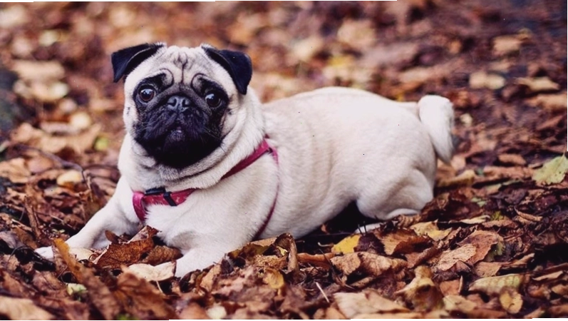 Các vấn đề sức khỏe chó Pug: hô hấp, mắt, da, béo phì và xương khớp