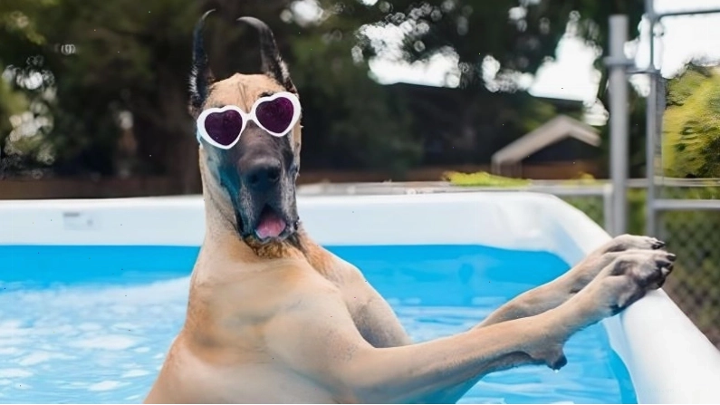 Các vấn đề sức khỏe thường gặp ở chó Great Dane