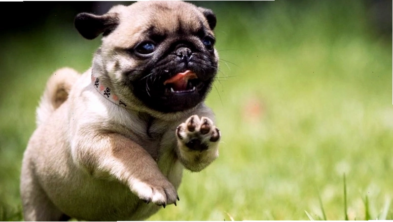 Các vấn đề sức khỏe thường gặp ở chó Pug và cách phòng tránh