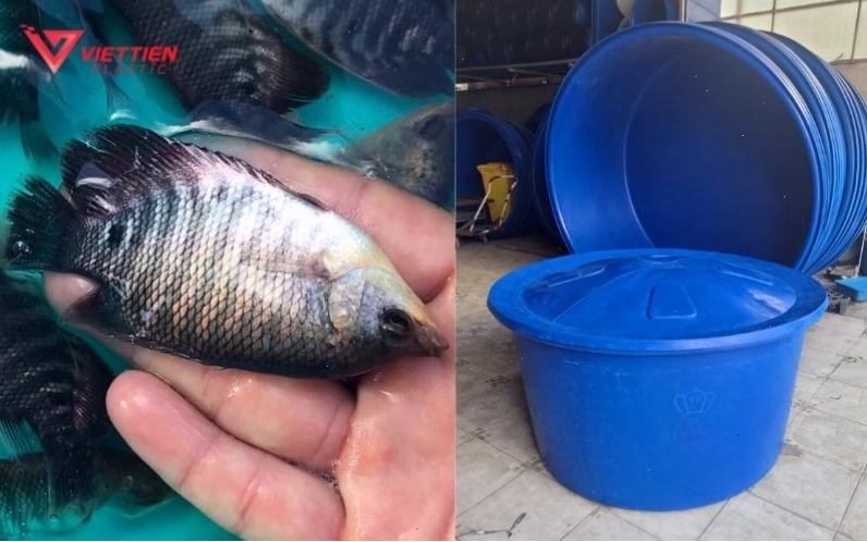 Cách nuôi cá tai tượng trong thùng nhựa cần chú ý đến chế độ ăn uống
