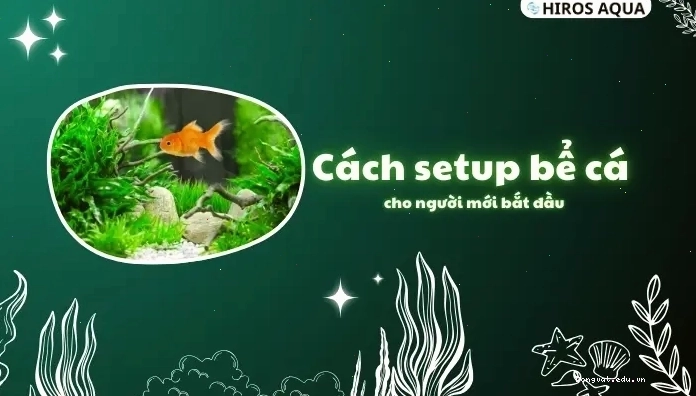 Cách setup bể cá cho người mới bắt đầu, bao gồm cả cá cờ