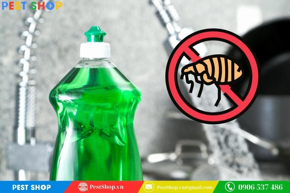 Cách trị bọ chét cho mèo hiệu quả bằng thuốc