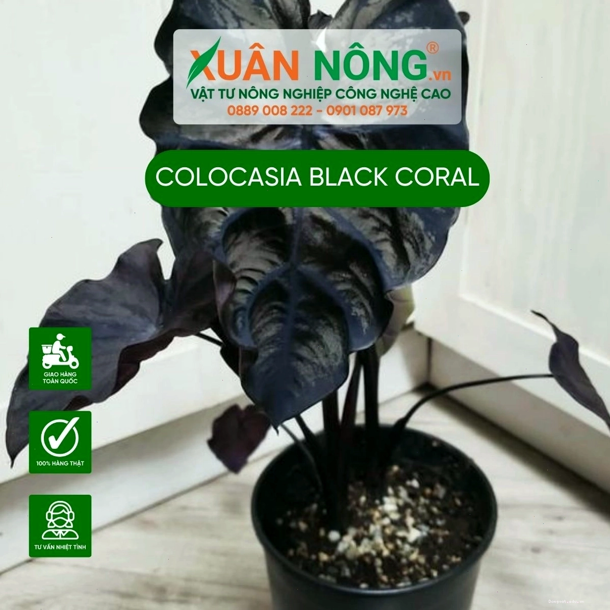 Cách trồng cây Black Coral trong chậu với đất tơi xốp