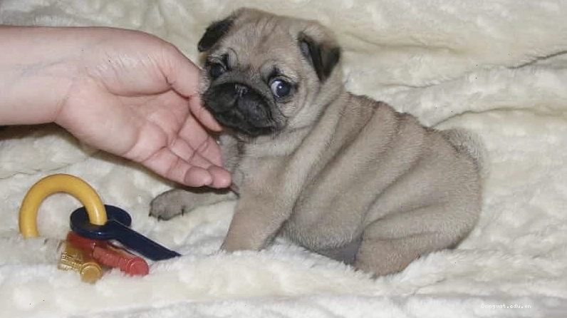 Cách vệ sinh nếp nhăn cho chó Pug mặt xệ để tránh viêm nhiễm